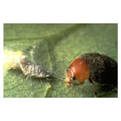 Coccinelle Cryptolæmus Montrouzieri, 25 Adultes Anti-cochenilles 11 Coccinelle Cryptolæmus Montrouzieri, 25 Adultes Anti-cochenilles -Jardinage Fournitures Soldes 314244 001