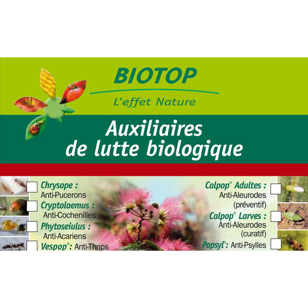 Coccinelle Cryptolæmus Montrouzieri, 25 Adultes Anti-cochenilles 4 Coccinelle Cryptolæmus Montrouzieri, 25 Adultes Anti-cochenilles – Image 2