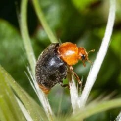 Coccinelle Cryptolæmus Montrouzieri, 25 Adultes Anti-cochenilles 10 Coccinelle Cryptolæmus Montrouzieri, 25 Adultes Anti-cochenilles -Jardinage Fournitures Soldes 314244 006