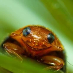 Coccinelle Cryptolæmus Montrouzieri, 25 Adultes Anti-cochenilles 9 Coccinelle Cryptolæmus Montrouzieri, 25 Adultes Anti-cochenilles -Jardinage Fournitures Soldes 314244 007