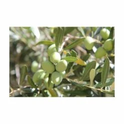 Terreau Pour Agrumes Et Plantes Méditerranéennes (lot De 3) -Jardinage Fournitures Soldes 635ff12dc9b545.94407620