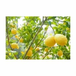 Terreau Pour Agrumes Et Plantes Méditerranéennes (lot De 3) -Jardinage Fournitures Soldes 635ff12dcdfb74.33452294