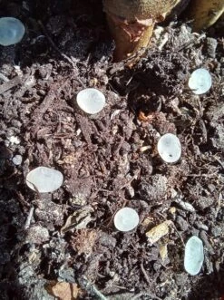 Nématodes Mouches Des Terreaux En Micro-capsules Par 200 -Jardinage Fournitures Soldes 644181f5d4dc33.09973681