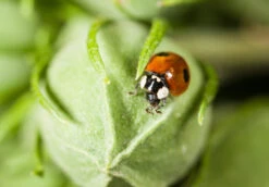 350 Larves Coccinelles Anti-pucerons - Coccifly -Jardinage Fournitures Soldes 644c0d7ae76409.90016316