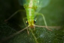 Chrysope 300 Oeufs -Jardinage Fournitures Soldes 644c0d80415e41.87891519