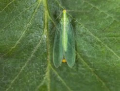 Chrysope 300 Oeufs -Jardinage Fournitures Soldes 644c0d804700c6.01347131