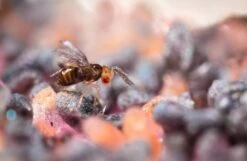 Trichogrammes Anti Pyrale De Buis Tricholine Buxus -Jardinage Fournitures Soldes 644c61a3d600d4.63640655