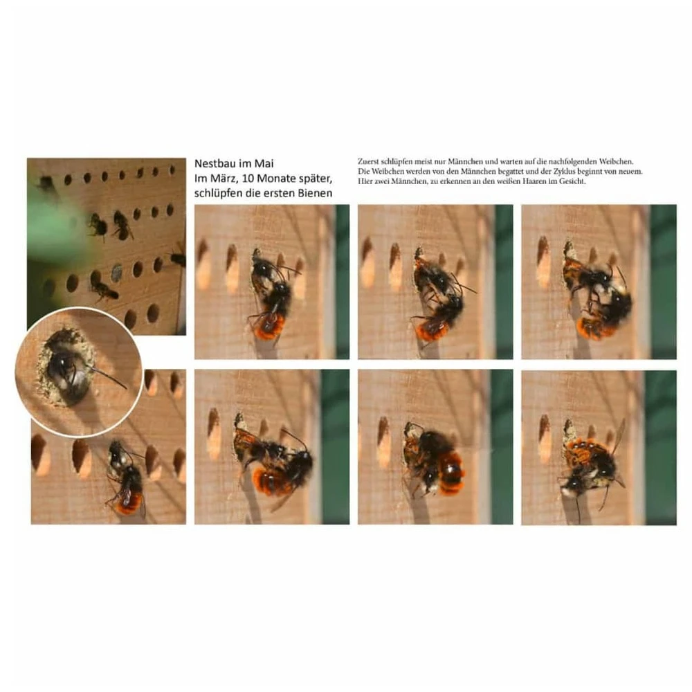 Luxus-insektenhotels Hôtel à Insectes Avec Toit En Hêtre Maja Naturel 5 Luxus-insektenhotels Hôtel à Insectes Avec Toit En Hêtre Maja Naturel – Image 3